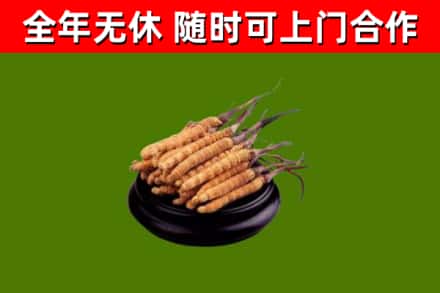 宛城烟酒回收冬虫夏草.jpg