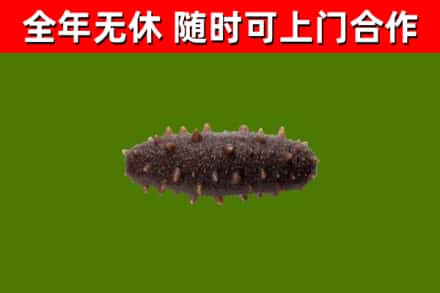 宛城烟酒回收干海参.jpg